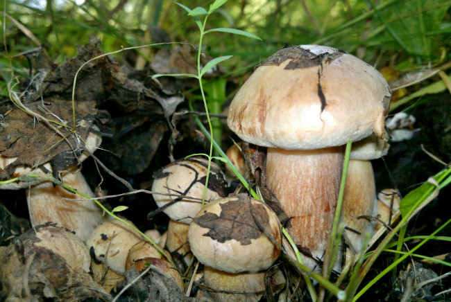 Обои картинки фото природа, грибы, листва, лес, гриб, трава