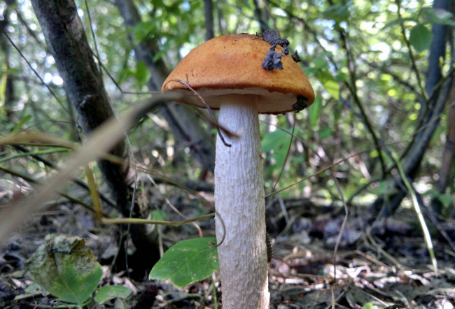Обои картинки фото природа, грибы, гриб, листва, трава, лес