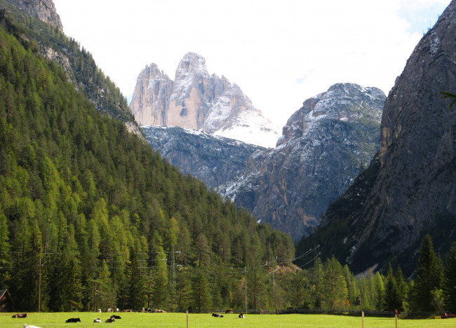 Обои картинки фото south, tyrol, italy, природа, горы, ели