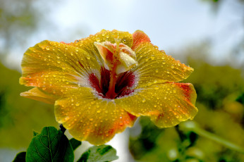 Картинка цветы гибискусы тычинки цветение ярко лепестки листики гибискус
