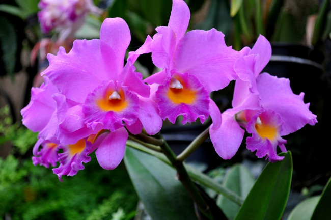 Обои картинки фото цветы, орхидеи, лепестки, розовая, орхидея, яркость, цветение