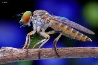 Картинка животные насекомые утро макро насекомое травинка фон