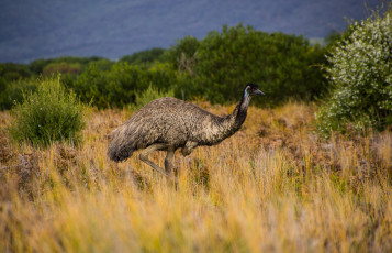 Картинка животные страусы саванна страус