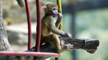 Картинка животные обезьяны обезьяна прутья бревно мартышка