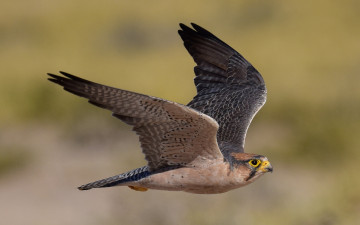 обоя lanner falcon, животные, птицы - хищники, сокол