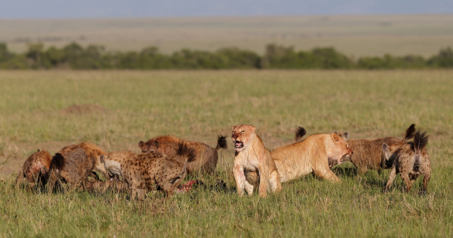 Обои картинки фото животные, разные вместе, hyenas, lions