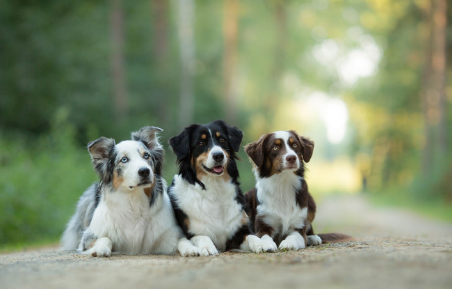 Обои картинки фото животные, собаки, трио, троица, австралийская, овчарка, аусси