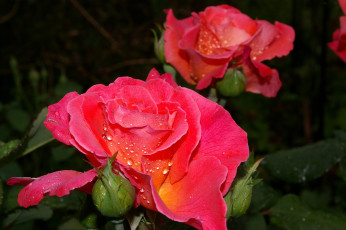 Картинка цветы розы капли