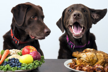 Картинка юмор+и+приколы фрукты овощи мясо мюсли собаки