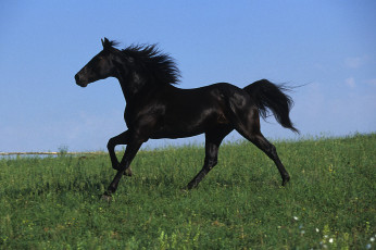 Картинка животные лошади вороной кон трава лошадь луг