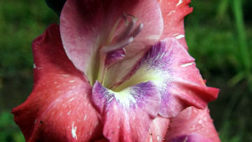 Картинка цветы гладиолусы макро