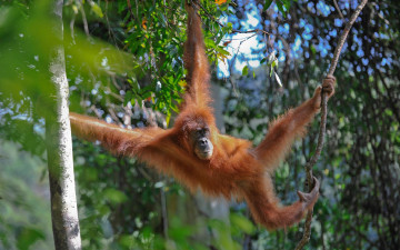 Картинка животные обезьяны орангутанг обезьяна лианы деревья