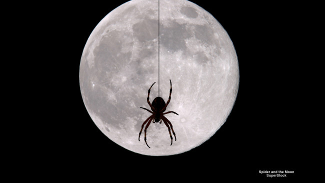 Обои картинки фото животные, пауки, паук, луна