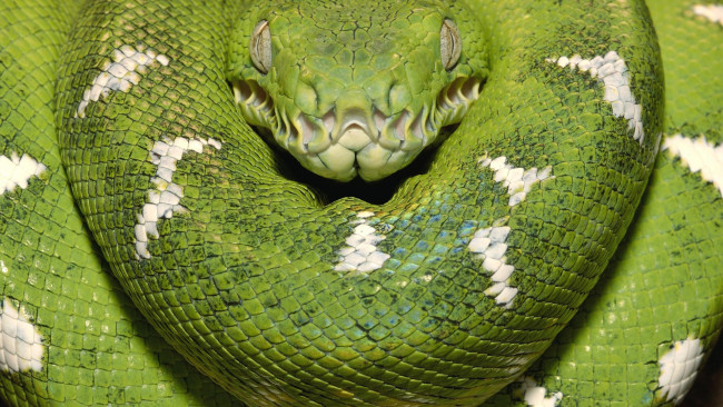 Обои картинки фото животные, змеи,  питоны,  кобры, питон, кольца, зеленая, змея