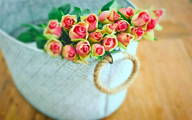 Обои картинки фото цветы, розы, бутоны, ведро