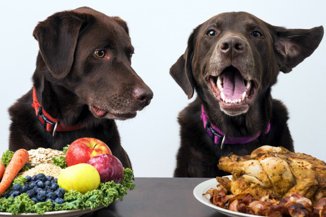 Обои картинки фото юмор и приколы, фрукты, овощи, мясо, мюсли, собаки