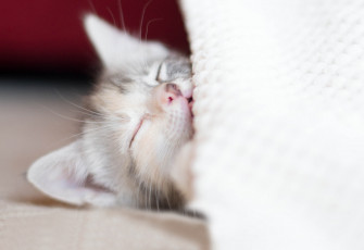 Картинка животные коты отдых котенок сон малыш