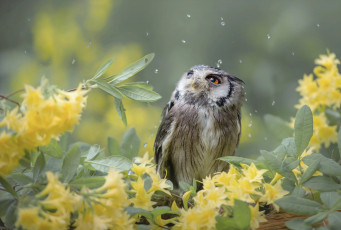 Картинка животные совы цветы птицы мира капли сова листья птица природа ветки