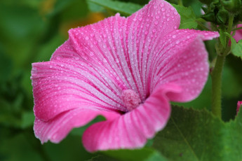 Картинка цветы лаватера лето цветение дача красота природа красиво