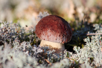 Картинка природа грибы тихая охота мох карелия лето лес красота гриб белый