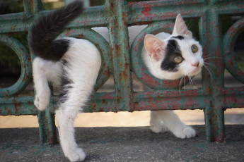 Картинка животные коты малыш забор котенок