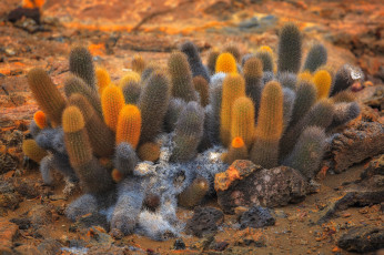 Картинка цветы кактусы кактус пустыня растение