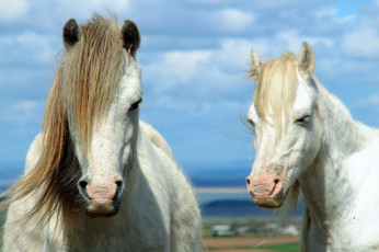 Картинка животные лошади грива пара кони