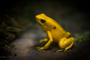 Картинка животные лягушки природа желтая лягушка трава макро
