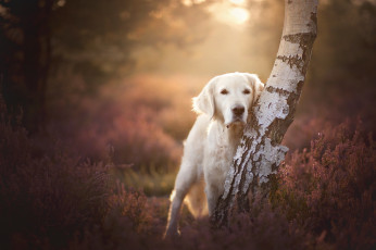 Картинка животные собаки дерево боке собака взгляд берёза вереск