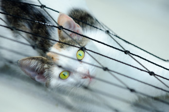 Картинка животные коты взгляд глаза фон кот