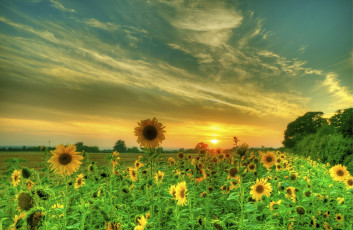 Картинка цветы подсолнухи закат поле