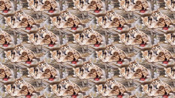Картинка разное текстуры сон текстура котята арт