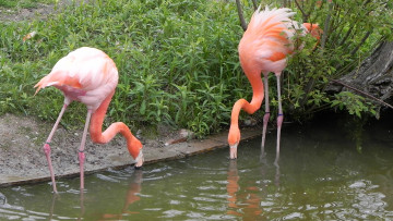 обоя животные, фламинго, пруд, берег, птицы