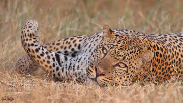 Картинка животные леопарды животное леопард трава природа