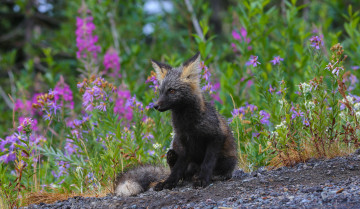 Картинка животные лисы животное трава лисица природа цветы