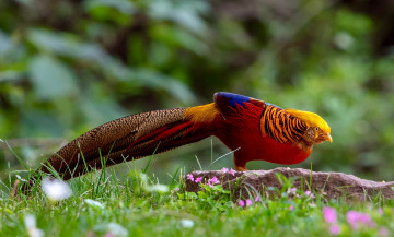 Картинка животные птицы природа трава хвост птица