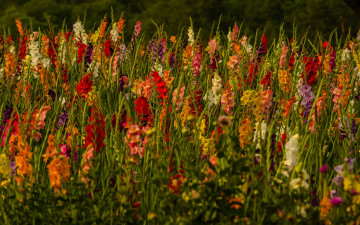 Картинка цветы гладиолусы поле природа
