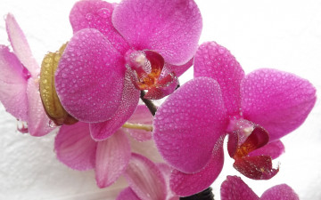 обоя цветы, орхидеи, сиреневый, фаленопсис, цветок, макро