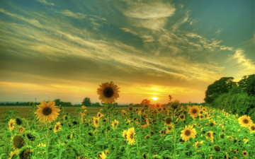 Картинка цветы подсолнухи поле закат