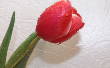Картинка цветы тюльпаны цветок тюльпан весна капли
