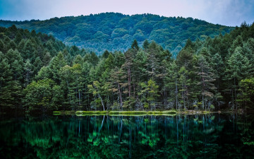 Картинка природа лес водоем отражение леса