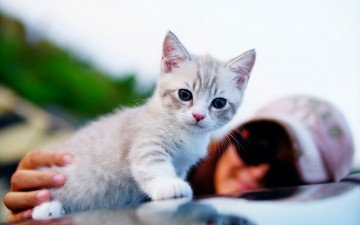 Картинка животные коты глаза котик малыш фон