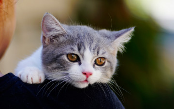 Картинка животные коты малыш глаза котик
