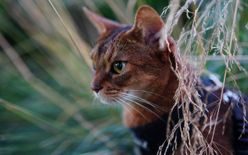Картинка животные коты трава глаза фон кот усы