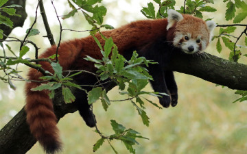 Картинка животные панды мордочка красная панда малая