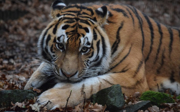 Картинка животные тигры амурский тигр морда взгляд шерсть