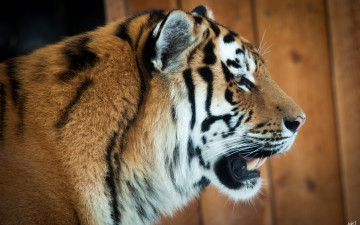 Картинка животные тигры анфас морда