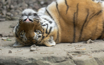 Картинка животные тигры отдых