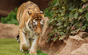 Картинка животные тигры растение камни