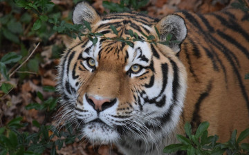Картинка животные тигры шерсть взгляд морда амурский тигр